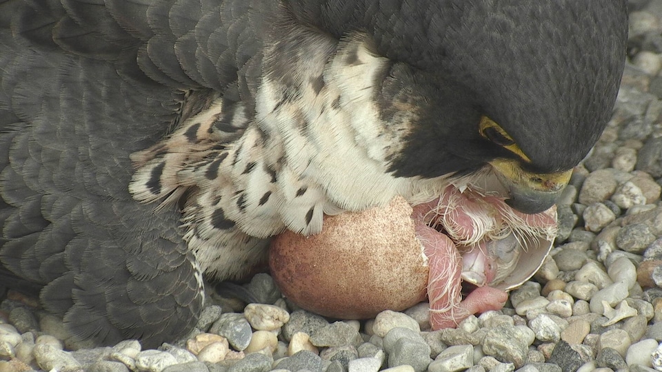 Gros plan d'une femelle faucon couvant un oeuf en train d'éclore.