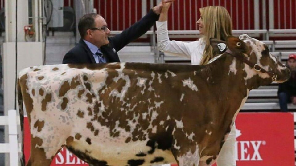 Une femme et un homme se tapent dans la main derrière une vache.