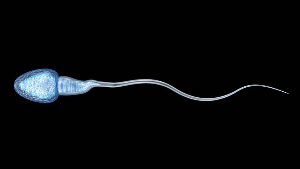 Les Difficultes De Navigation Du Spermatozoide Mieux Cernees Radio Canada Ca