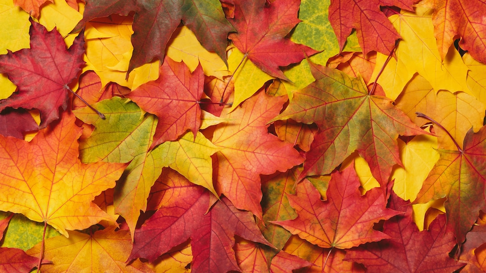 Des feuilles d'arbres aux couleurs d'automne.