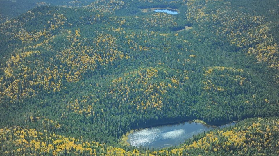 Un massif de forêt vierge identifié par la Nation huronne-wendat