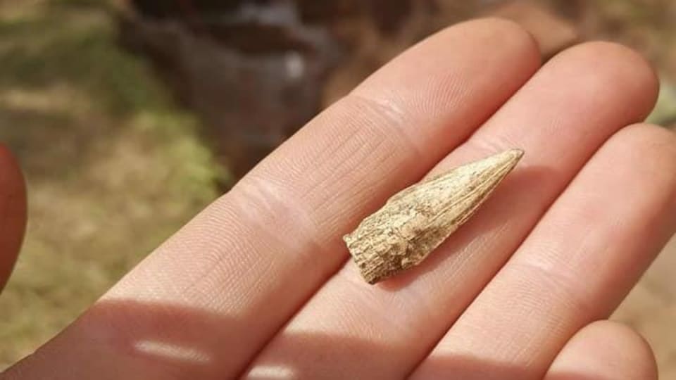 Une rare pointe en os retrouvée au cours de fouilles aux Bergeronnes.