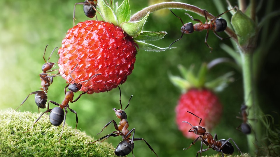 Que faire avec les insectes dans notre jardin