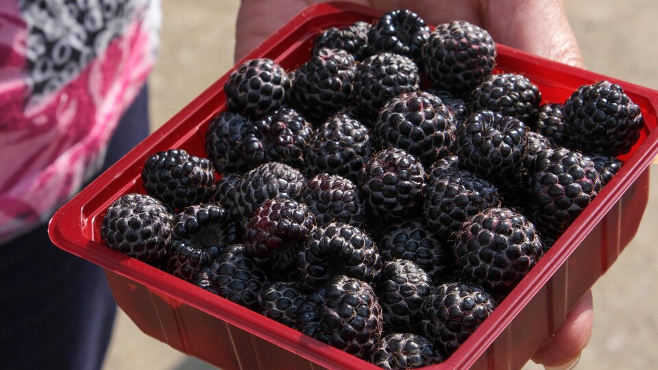 Framboises noires