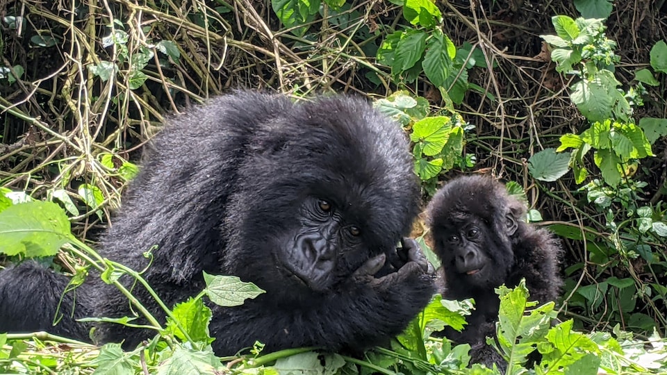 Un gorille adulte et un bébé gorille dans la forêt. 