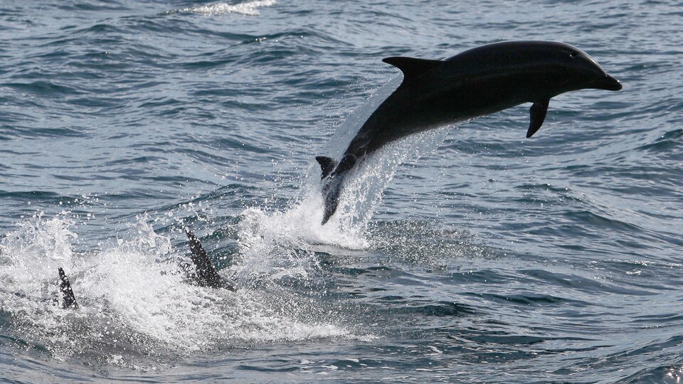 Un grand dauphin  commun qui saute au large de la côte sud de la Californie en janvier 2012. 