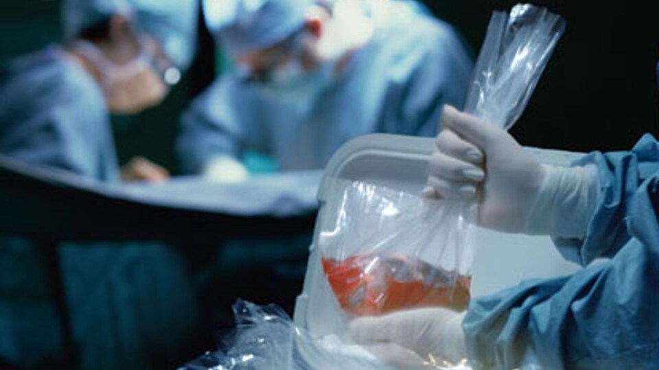 Une personne dépose un organe dans un sac pour le transporter