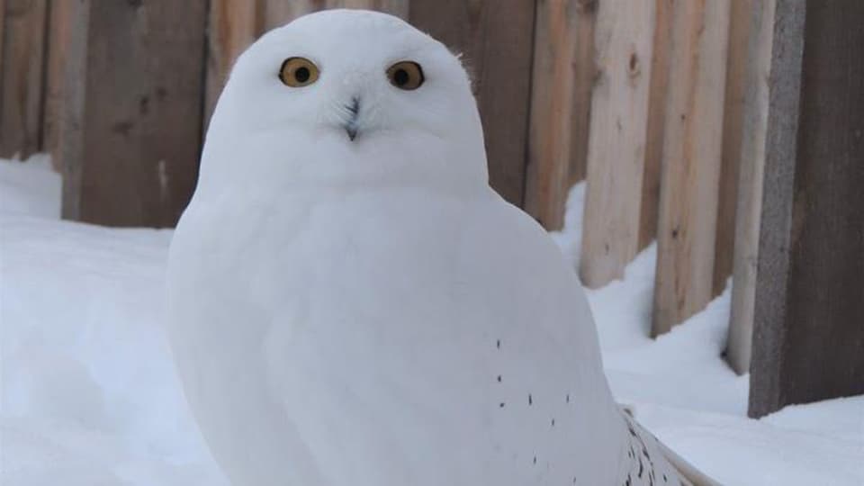 Le Harfang Des Neiges, Le Hibou Qui Annonce L'arrivée De L'hiver