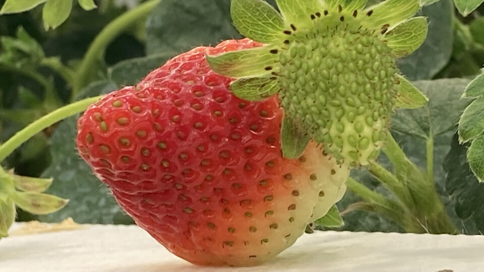 Une fraise rouge.