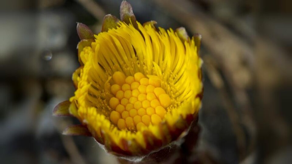 La fleur Tussilago farfara.
