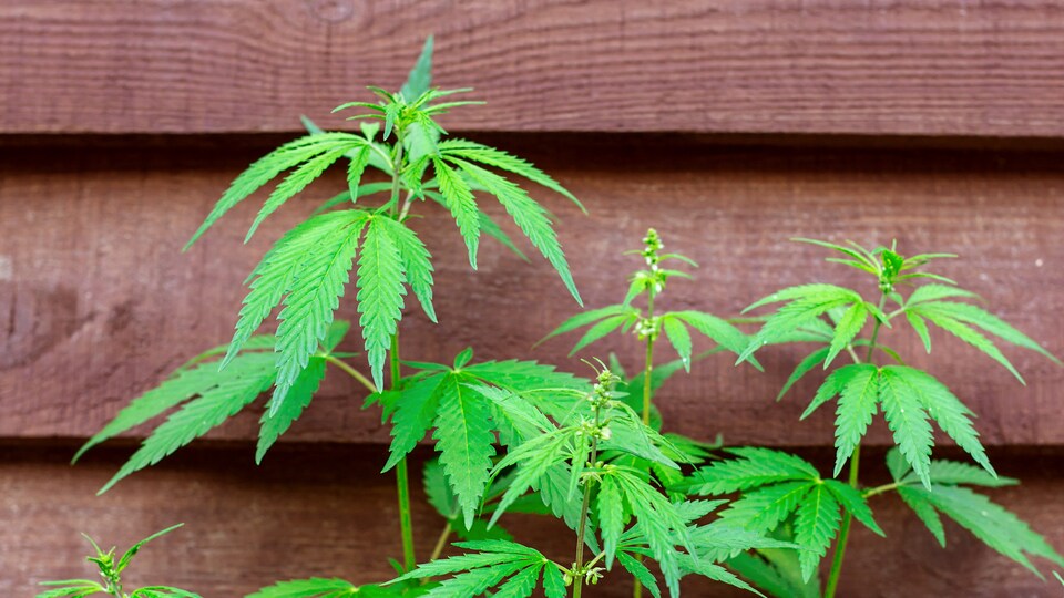 Des plants de cannabis à la maison.