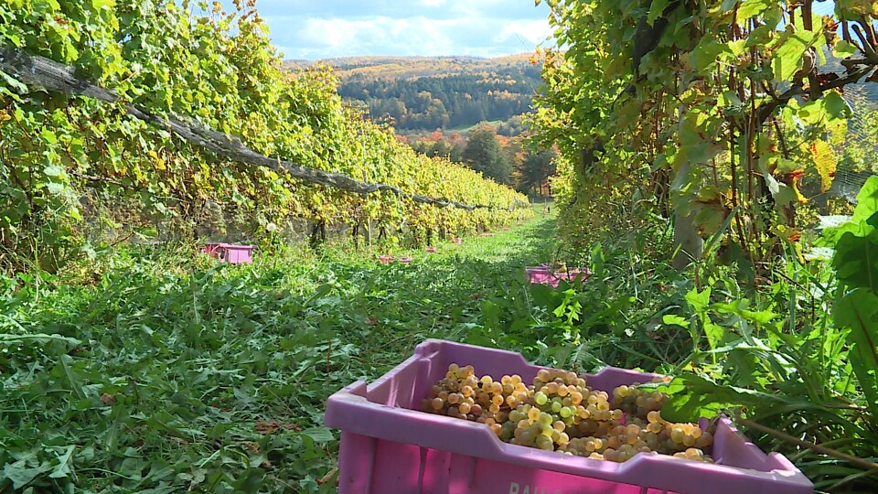 Des rangs de raisins poussent dans le vignoble sur le flanc d'une colline