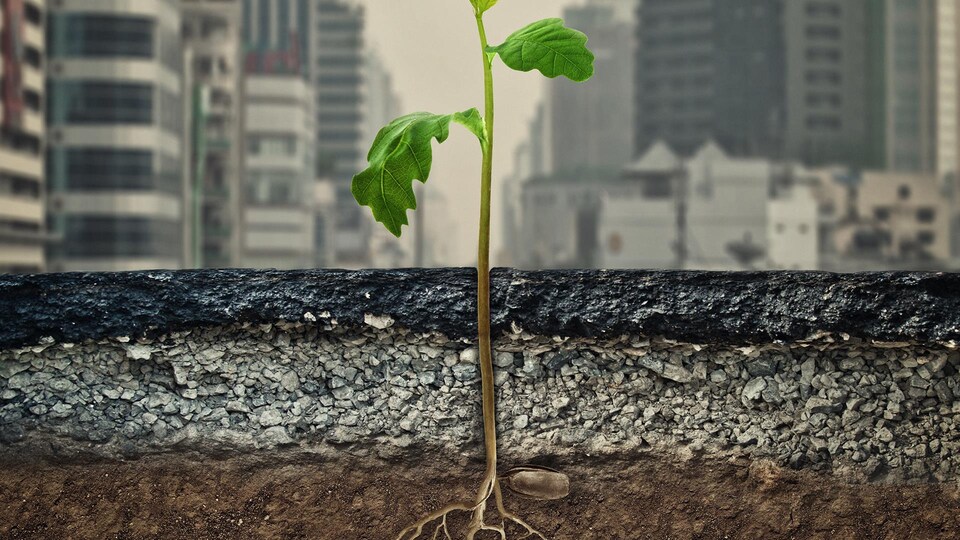 Une jeune plante qui pousse au travers d'une surface asphaltée dans une ville.