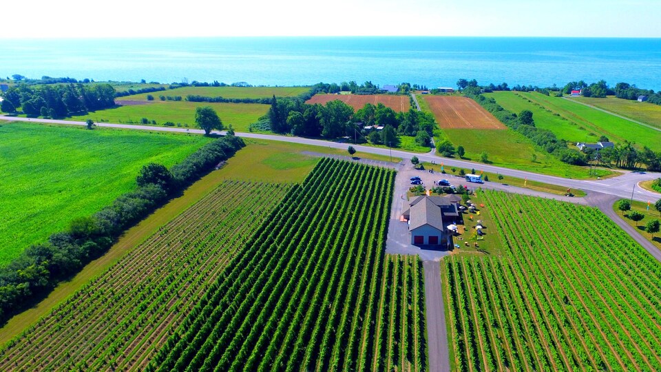 Vue aérienne du vignoble Sandbanks.