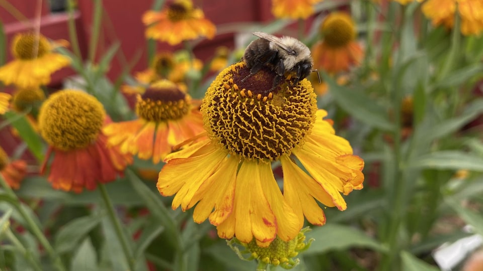 Une Helenium mardi gras