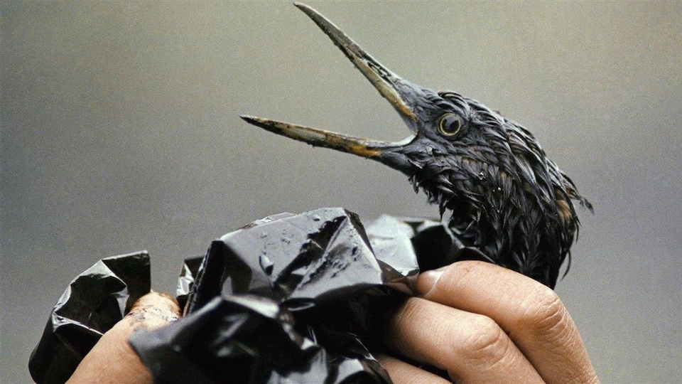 Un oiseau couvert de pétrole après la catastrophe de l'Exxon Valdez, en 1989.