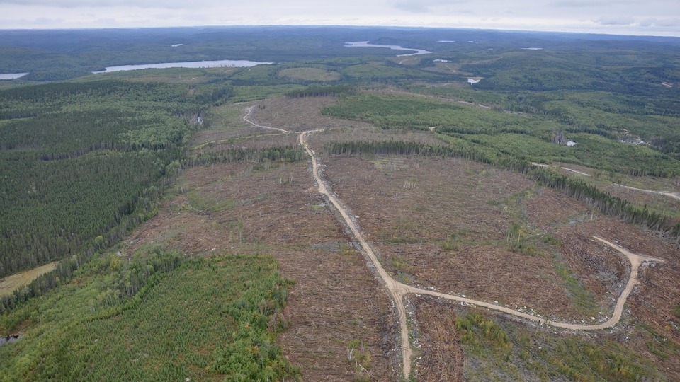Image aérienne d’une coupe forestière et d’un chemin forestier.