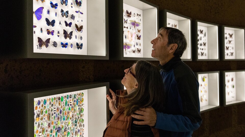 Un couple regarde différentes espèces de papillons sous verre. 
