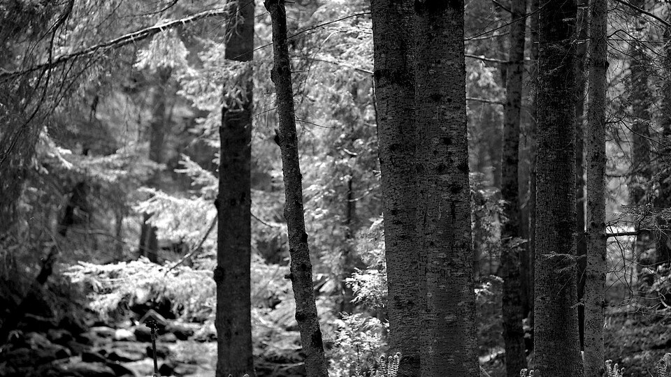 Des arbres des Jardins de Métis, en Gaspésie.