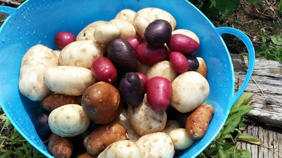 Pommes de terre grelots blanches, bleues et rouges avec des pommes de terre Yukon Gold