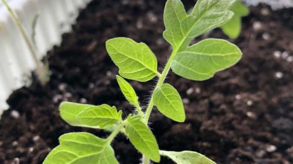 Gros plan sur un jeune plant de tomates.