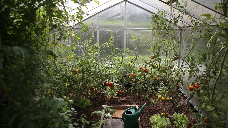Une serre où on y fait pousser des légumes.