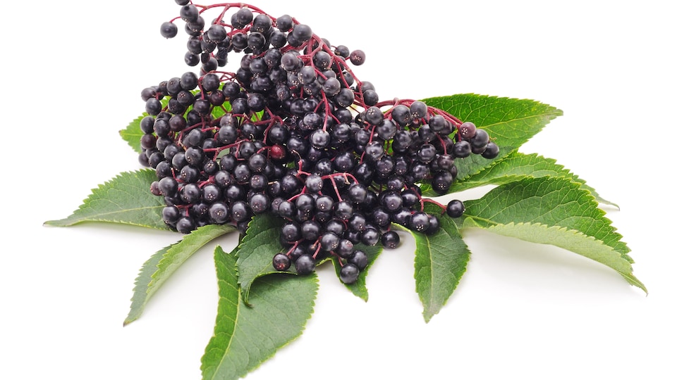 Une grappe de petits fruits, qui ressemblent à des bleuets, est déposée sur une toile blanche.