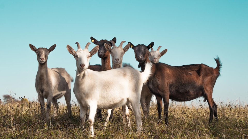 Un groupe de chèvres dans un champ.