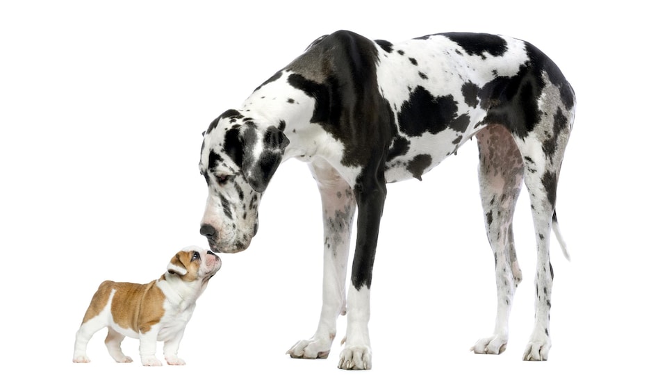 A very small dog and a very large dog six times its size are touching their muzzles.