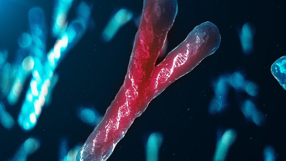 Illustration d'un chromosome Y.