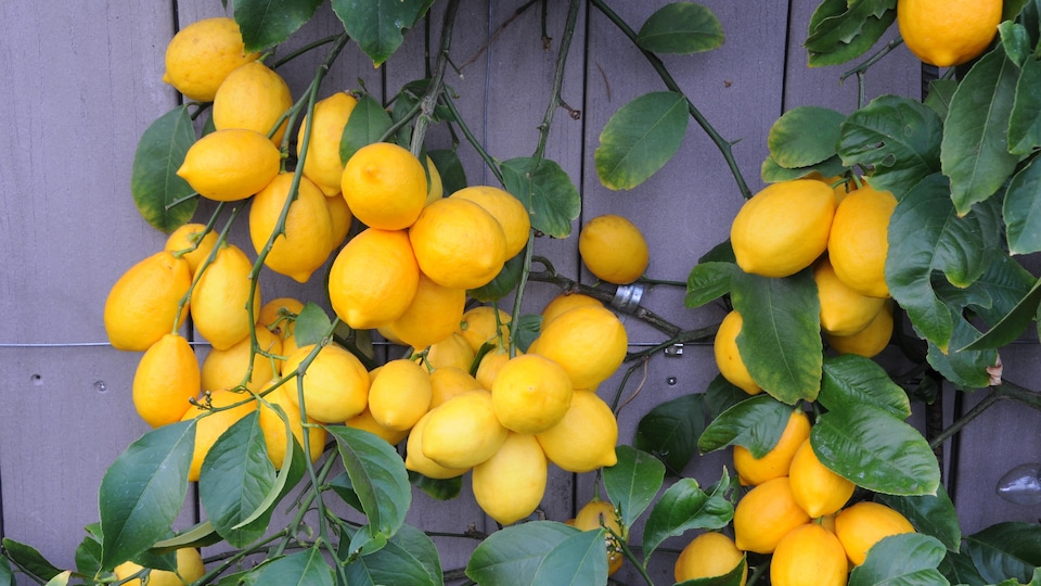 Plusieurs citrons tout jaunes mûrissent sur les branches d'un citronnier.