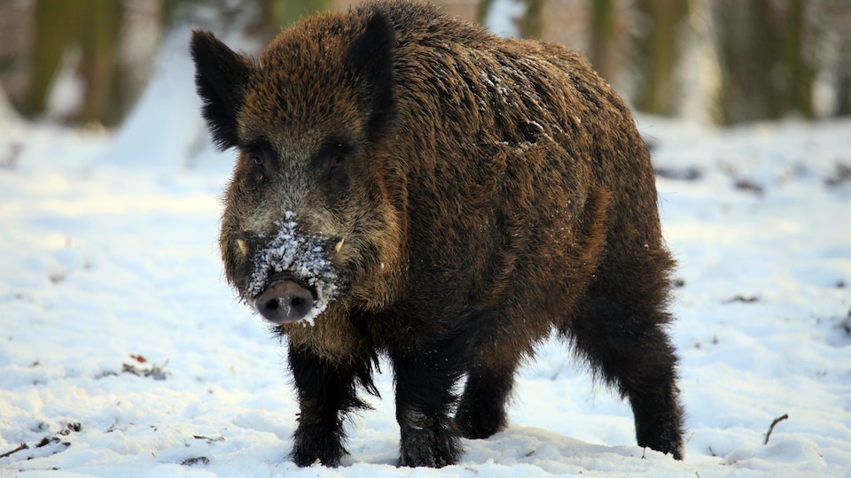 Un cochon sauvage dans la neige.