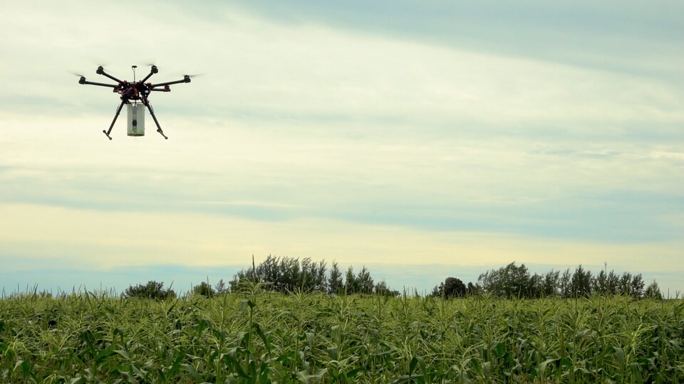 Un drone qui jette des petites guêpes dans un champ.