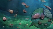 Des Fossiles D animaux Marins De Plus De 250 Millions D ann es Trouv s 