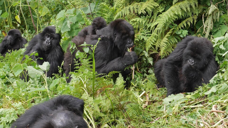 Un groupe de gorilles assis dans les herbes.