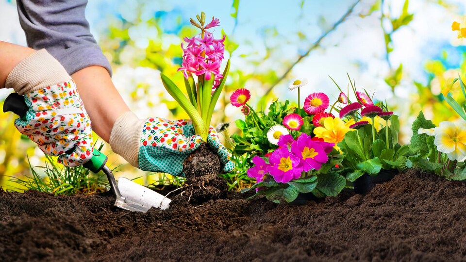Des fleurs plantées dans la terre.