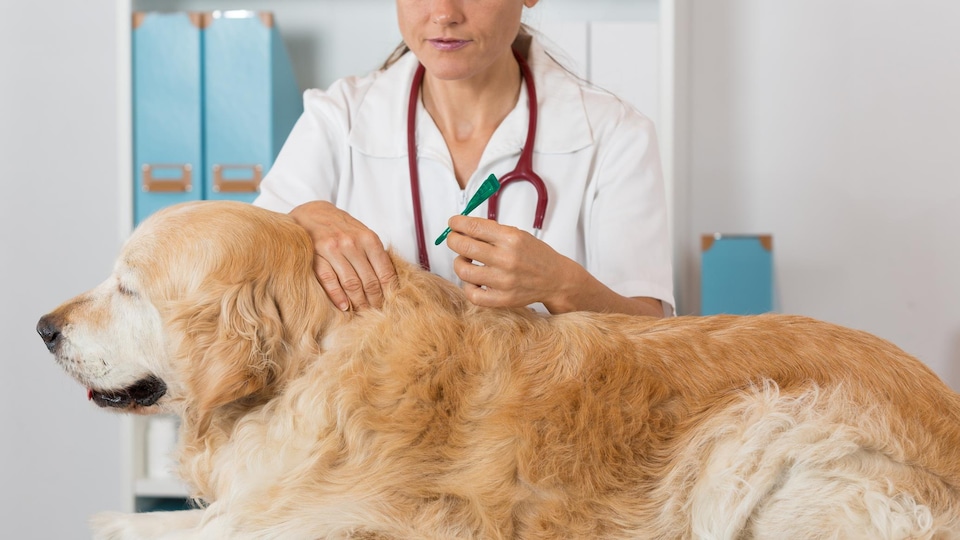 Un vétérinaire injecte un antiparasitaire à un chien.