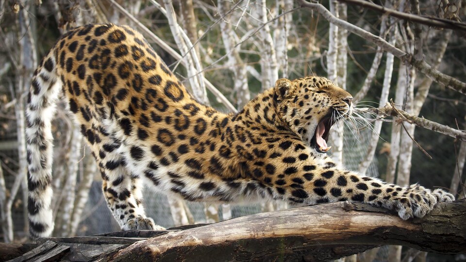 Un léopard de l'amour s'étire à travers des branches en ouvrant la gueule.