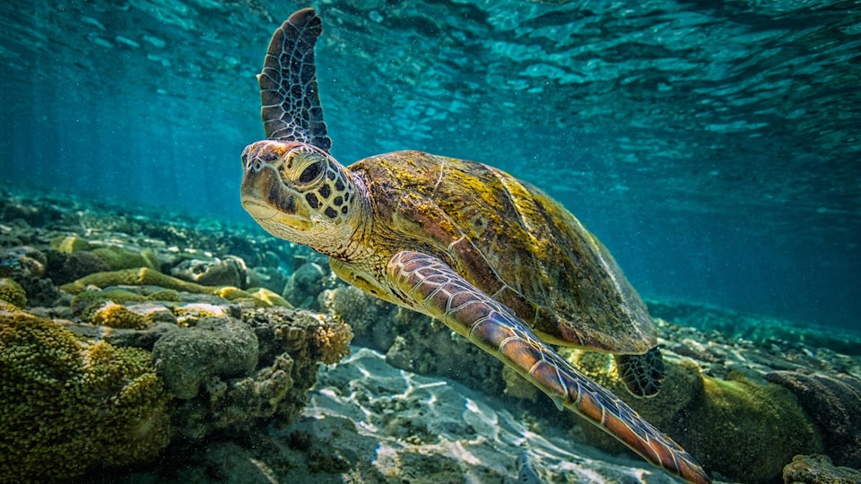Une tortue marine nage près d'un récif corallien.