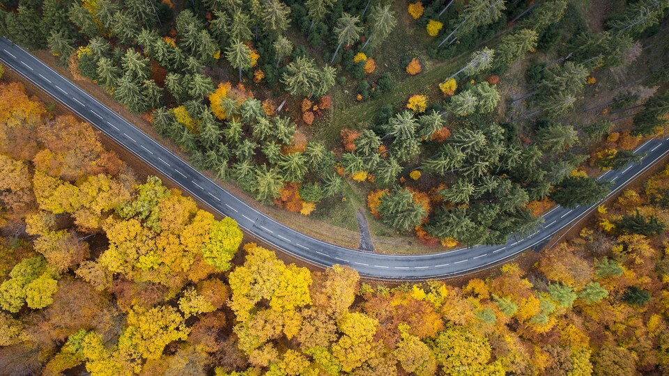Une route traverse deux forêts qui diffèrent par leur couleur respective. L'une semble composée de conifères et l'autre regroupe surtout des feuillus.