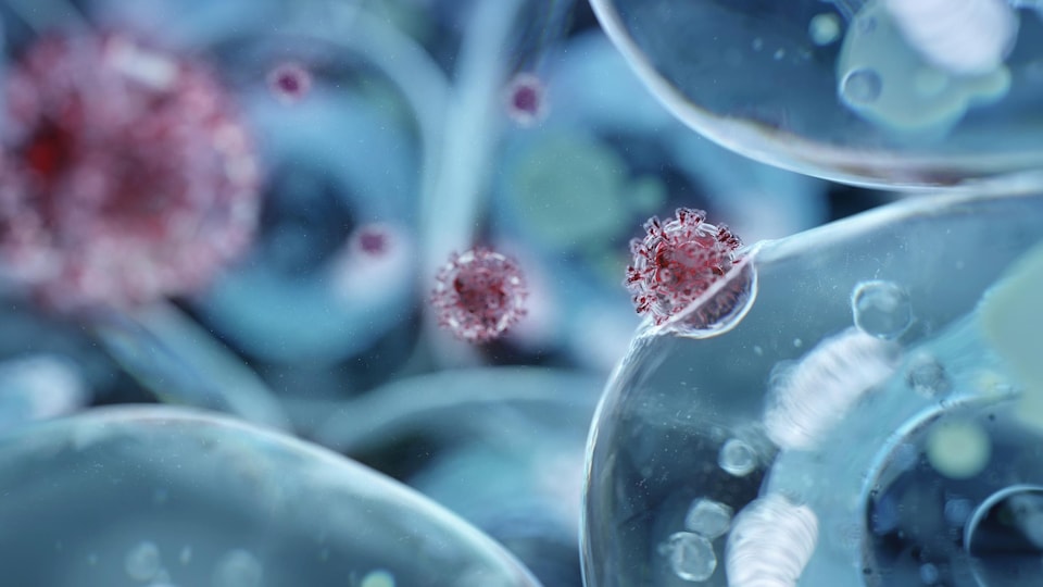 Illustration d'un coronavirus pénétrant une cellule humaine.