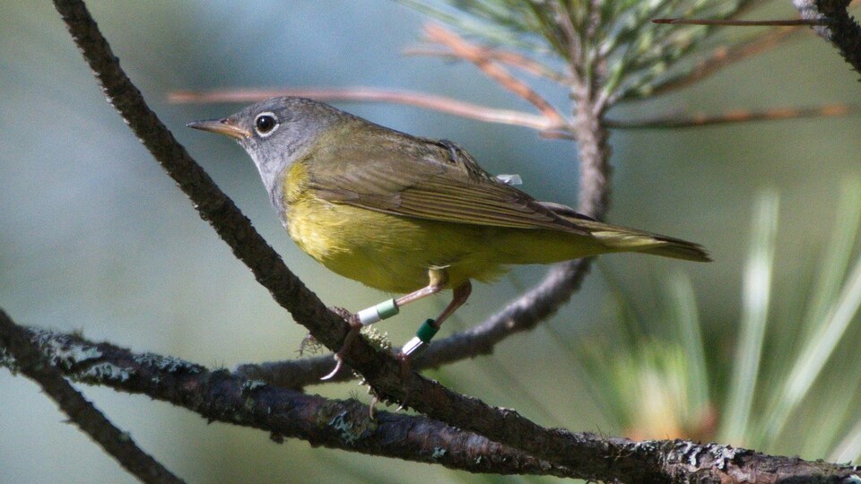 Un oiseau perché sur une branche porte deux bagues d'identification aux pattes et un minuscule instrument sur sa partie dosrale.