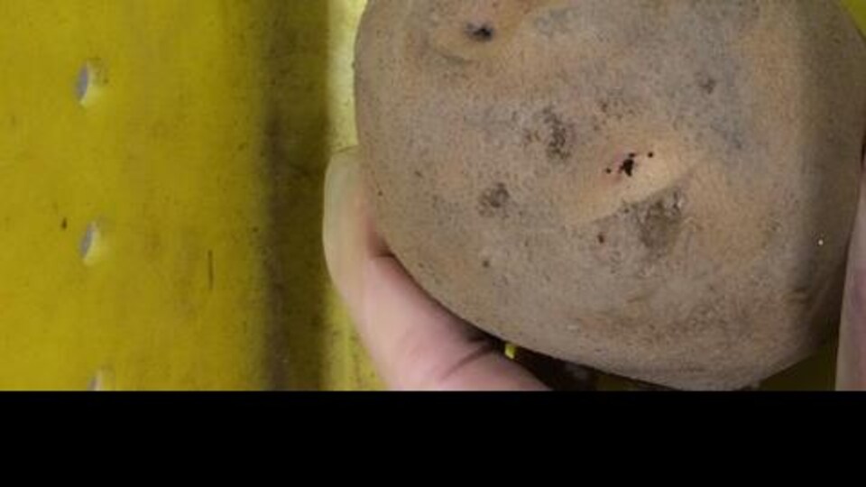 Une pomme de terre.