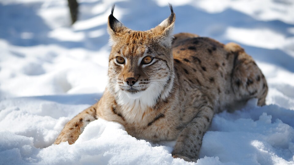 Un lynx dans la neige.