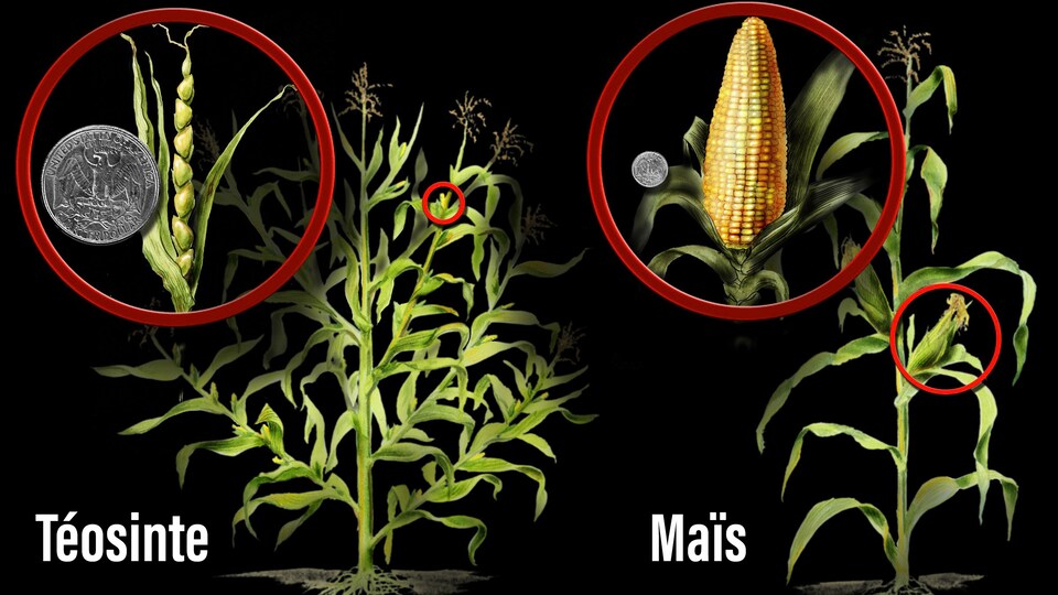 Comparaison entre une plant de téosinte et de maïs.