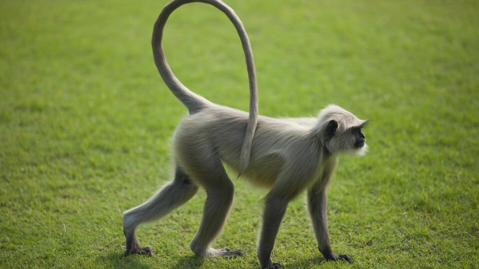 Un singe sur une pelouse.