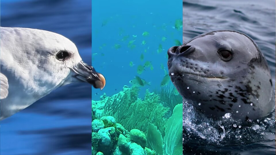 Un goéland et une loutre.