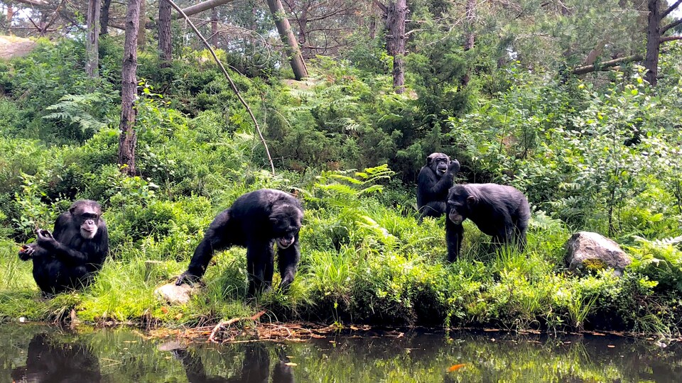 Quelques-uns des chimpanzés ayant participé à l’étude menée en Norvège.