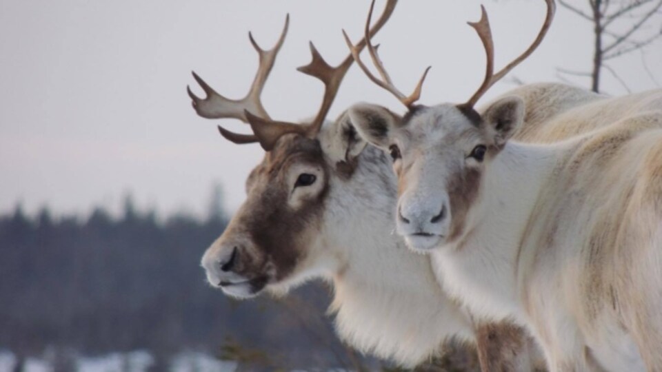 Des caribous.