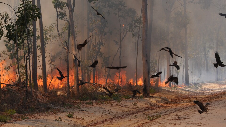 Les Oiseaux Pyromanes Les Années Lumière